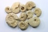 set of 10 indertermined ammonites - oxfordian - Vienne (86) - FRANCE