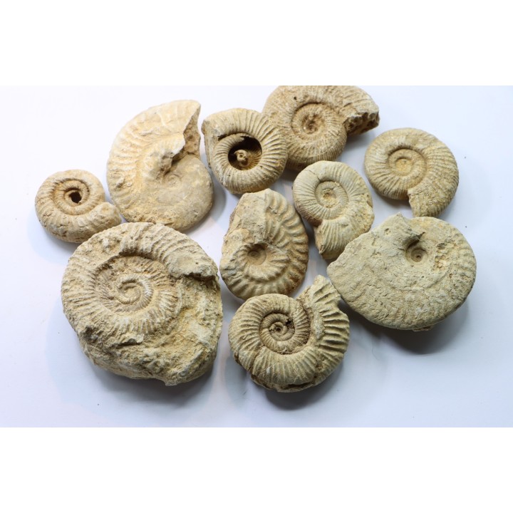 set of  10 indertermined ammonites - oxfordian - Vienne (86) - FRANCE