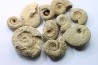 set of 10 indertermined ammonites - oxfordian - Vienne (86) - FRANCE