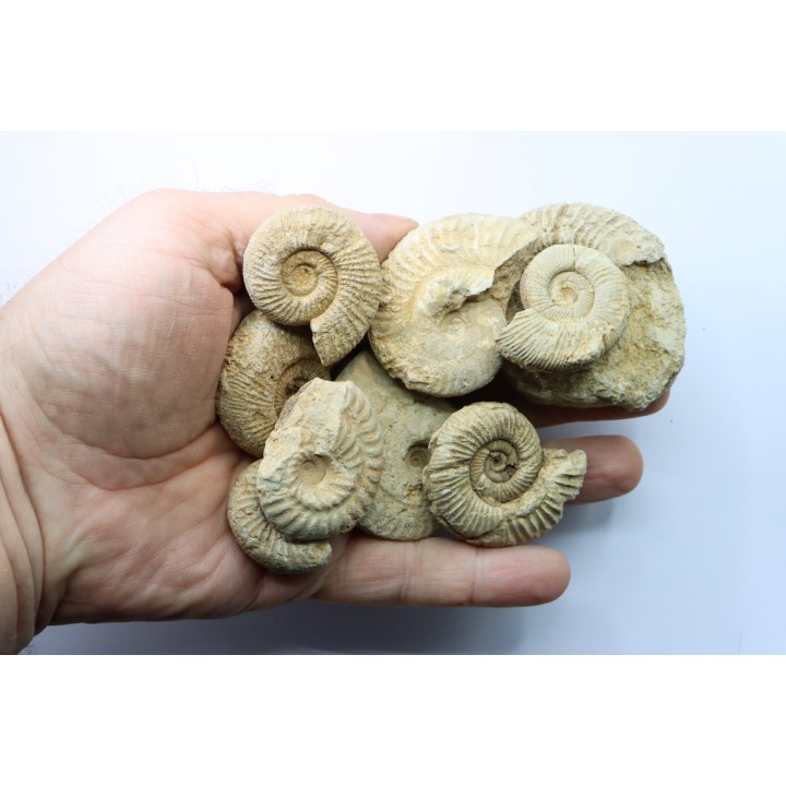 set of  10 indertermined ammonites - oxfordian - Vienne (86) - FRANCE