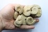 set of 10 indertermined ammonites - oxfordian - Vienne (86) - FRANCE