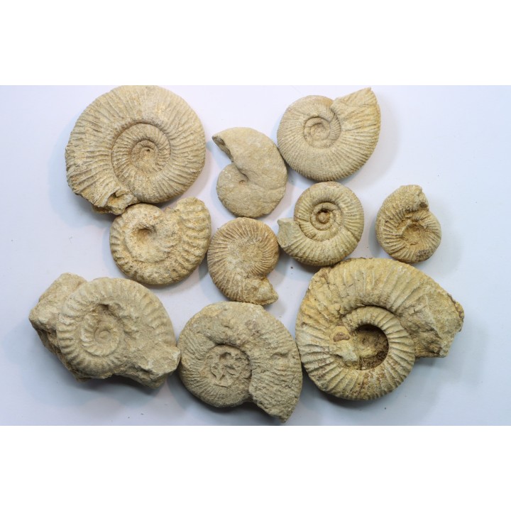 lot de 10 ammonites à déterminer - oxfordien - Vienne (86) - FRANCE