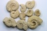 set of 10 indertermined ammonites - oxfordian - Vienne (86) - FRANCE