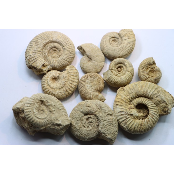set of  10 indertermined ammonites - oxfordian - Vienne (86) - FRANCE