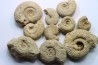 lot de 10 ammonites à déterminer - oxfordien - Vienne (86) - FRANCE