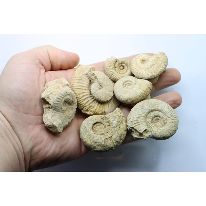 lot de 10 ammonites à déterminer - oxfordien - Vienne (86) - FRANCE