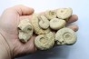 lot de 10 ammonites à déterminer - oxfordien - Vienne (86) - FRANCE