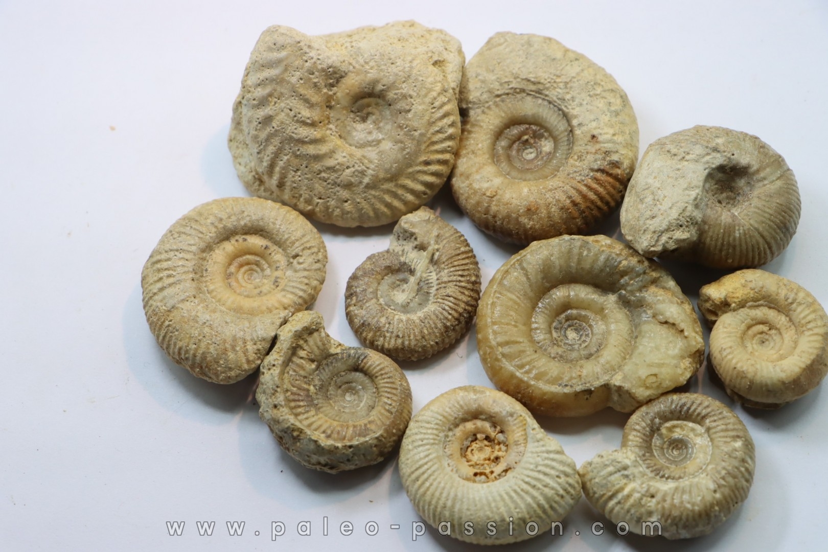 set of 10 indertermined ammonites - bathonian - Nièvre - FRANCE