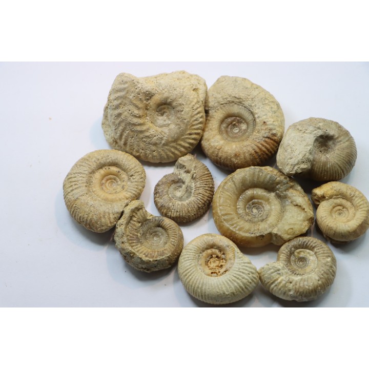 lot de 10 ammonites à déterminer - bathonien - Nièvre 58 - FRANCE