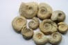 set of 10 indertermined ammonites - bathonian - Nièvre - FRANCE
