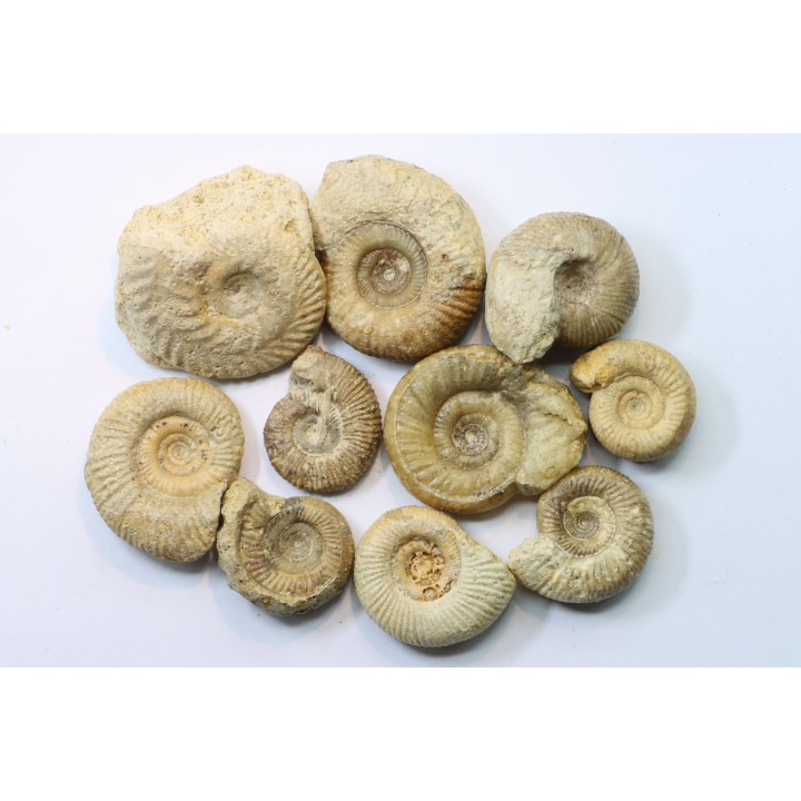 lot de 10 ammonites à déterminer - bathonien - Nièvre 58 - FRANCE