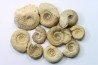 lot de 10 ammonites à déterminer - bathonien - Nièvre 58 - FRANCE