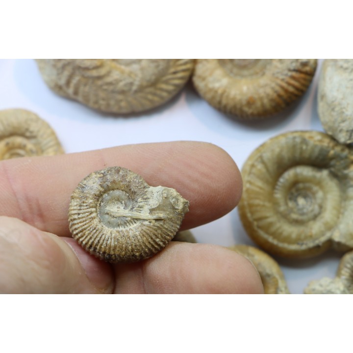 lot de 10 ammonites à déterminer - bathonien - Nièvre 58 - FRANCE