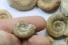set of 10 indertermined ammonites - bathonian - Nièvre - FRANCE