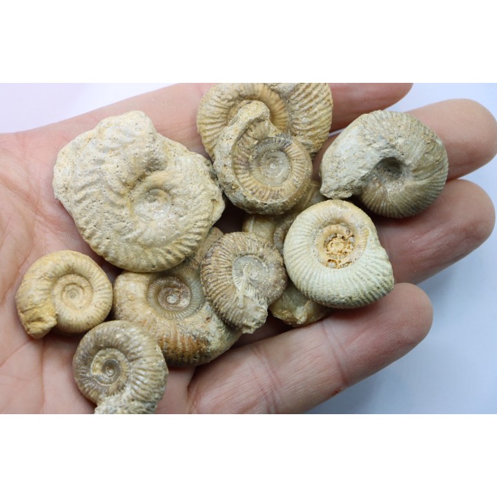 lot de 10 ammonites à déterminer - bathonien - Nièvre 58 - FRANCE