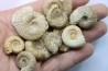 set of 10 indertermined ammonites - bathonian - Nièvre - FRANCE