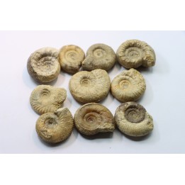 set of  10 indertermined ammonites - bathonian - Nièvre - FRANCE