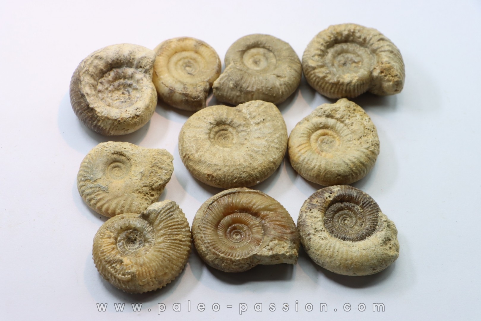 set of 10 indertermined ammonites - bathonian - Nièvre - FRANCE