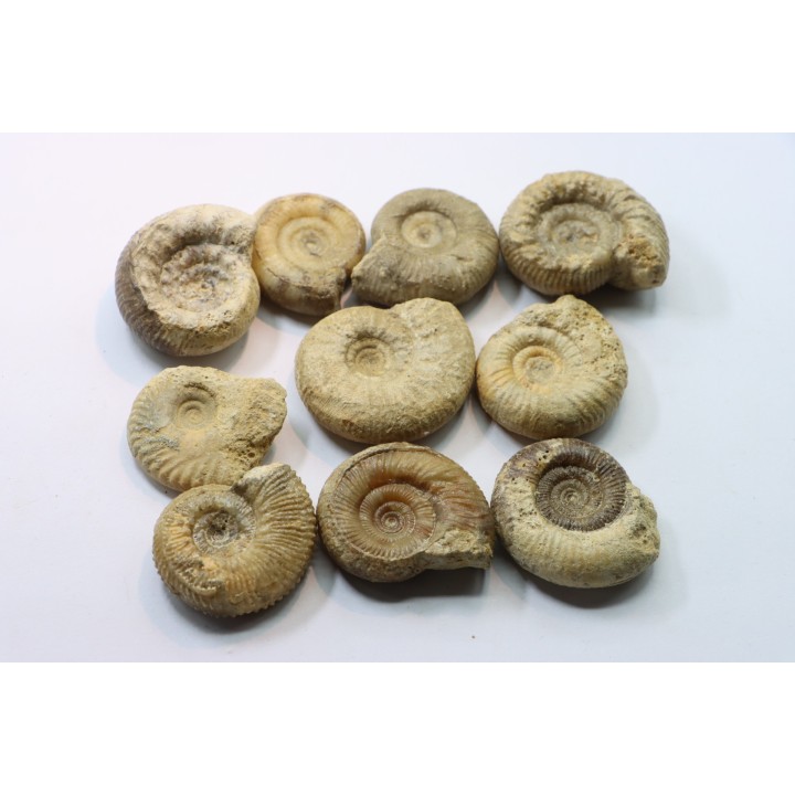 set of  10 indertermined ammonites - bathonian - Nièvre - FRANCE