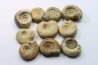 set of 10 indertermined ammonites - bathonian - Nièvre - FRANCE