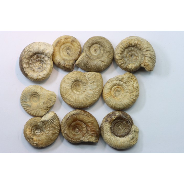 set of  10 indertermined ammonites - bathonian - Nièvre - FRANCE