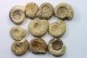 set of 10 indertermined ammonites - bathonian - Nièvre - FRANCE