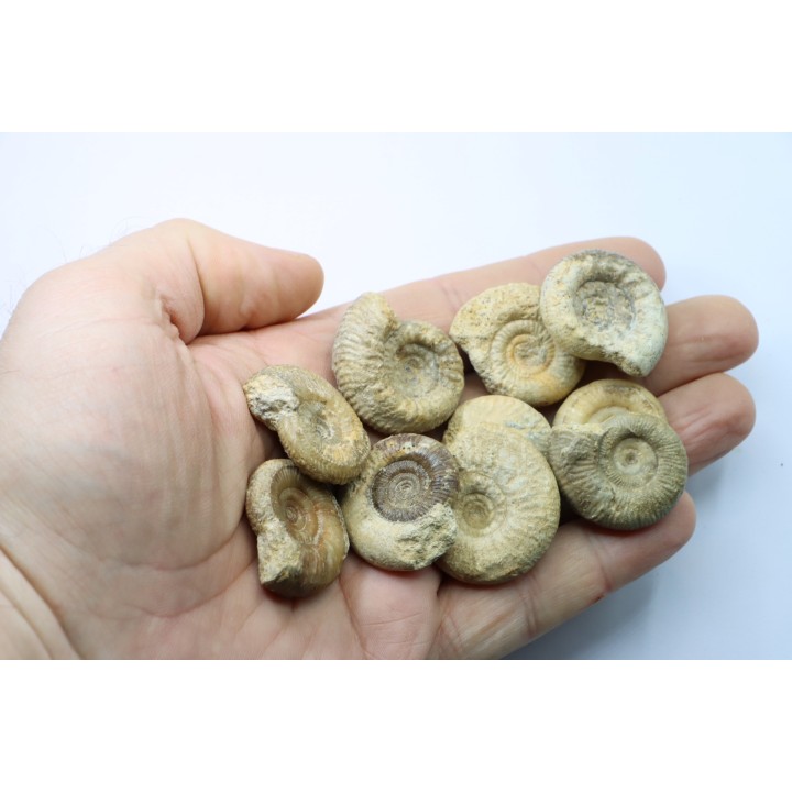 lot de 10 ammonites à déterminer - bathonien - Nièvre 58 - FRANCE