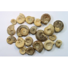 set of  20 indertermined ammonites - bathonian - Nièvre - FRANCE