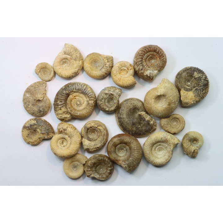 lot de 20 ammonites à déterminer - bathonien - Nièvre 58 - FRANCE