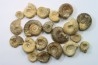 set of  20 indertermined ammonites - bathonian - Nièvre - FRANCE