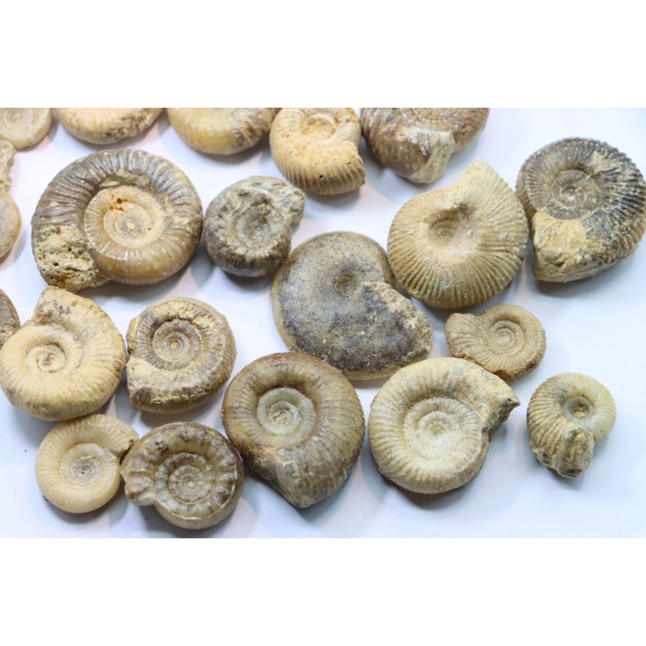 set of  20 indertermined ammonites - bathonian - Nièvre - FRANCE