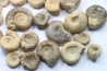 set of  20 indertermined ammonites - bathonian - Nièvre - FRANCE