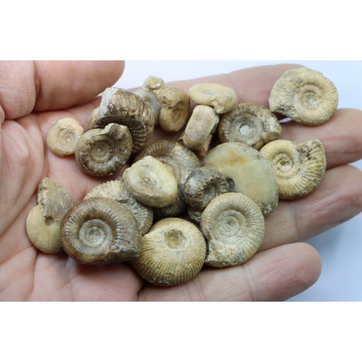 lot de 20 ammonites à déterminer - bathonien - Nièvre 58 - FRANCE