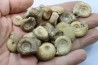 set of  20 indertermined ammonites - bathonian - Nièvre - FRANCE