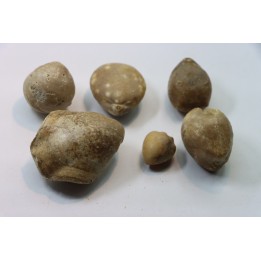 set of  6 indertermined brachiopods - bathonian - Nièvre - FRANCE