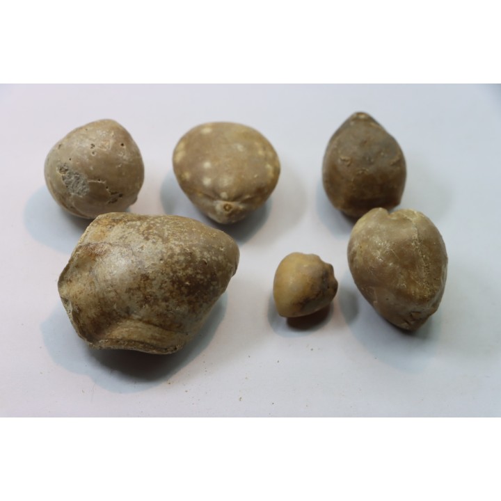 set of  6 indertermined brachiopods - bathonian - Nièvre - FRANCE
