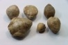 lot de 6  brachiopodes à déterminer  - bathonien - Nièvre 58 - FRANCE