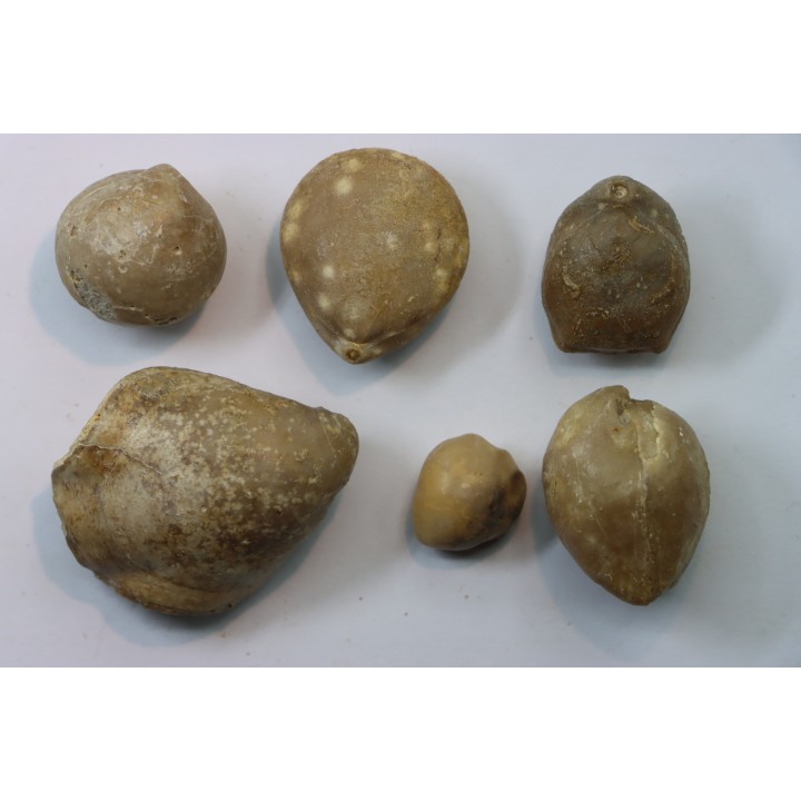 lot de 6  brachiopodes à déterminer  - bathonien - Nièvre 58 - FRANCE