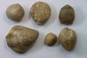 lot de 6  brachiopodes à déterminer  - bathonien - Nièvre 58 - FRANCE