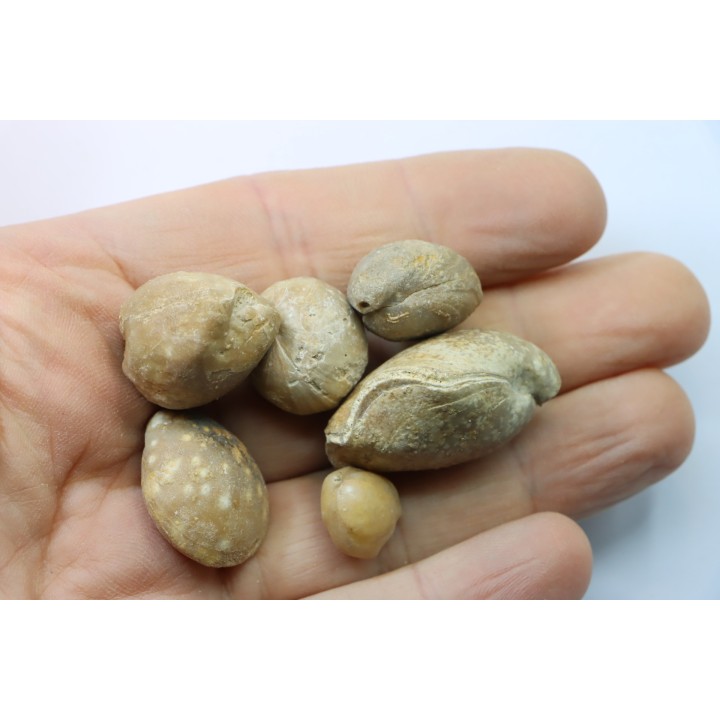 lot de 6  brachiopodes à déterminer  - bathonien - Nièvre 58 - FRANCE