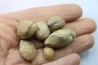 lot de 6  brachiopodes à déterminer  - bathonien - Nièvre 58 - FRANCE