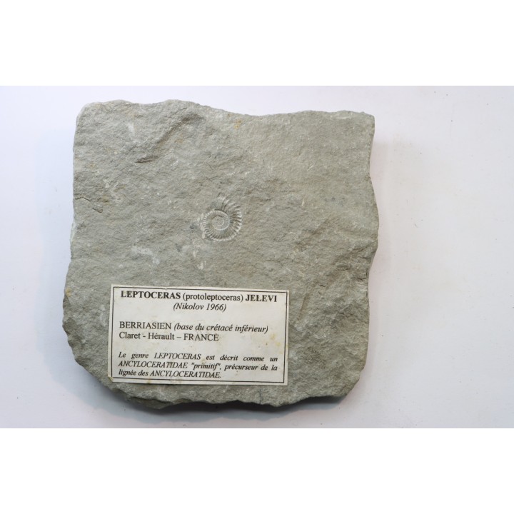 Leptoceras (protoleptoceras) Jelevi - Berriasian - Claret, Herault, FRANCE