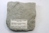 Leptoceras (protoleptoceras) Jelevi - Berriasien - Claret, Herault, FRANCE