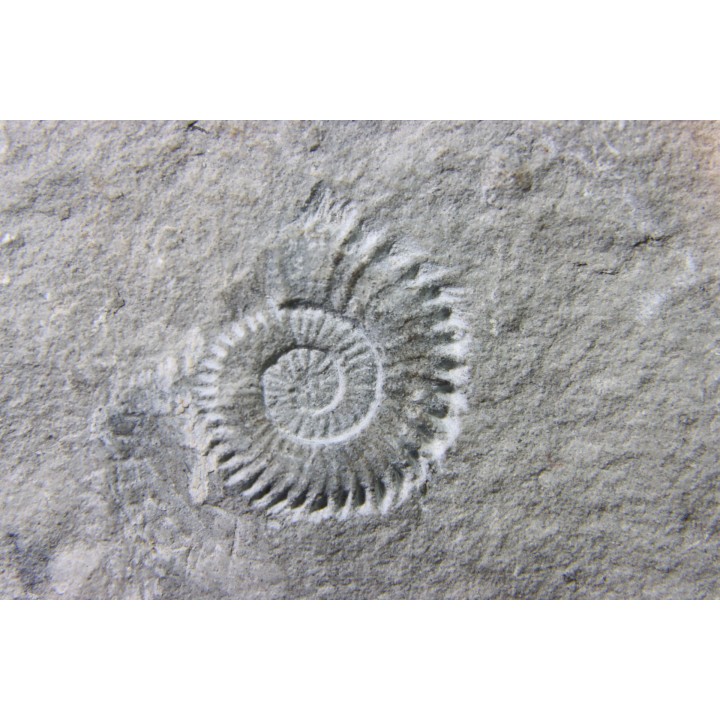 Leptoceras (protoleptoceras) Jelevi - Berriasien - Claret, Herault, FRANCE