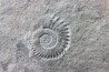 Leptoceras (protoleptoceras) Jelevi - Berriasian - Claret, Herault, FRANCE