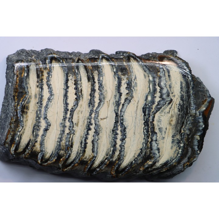 DENT DE MAMMOUTH:  mammuthus columbi - Pleistocene - South Carolina, United States