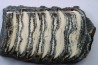 MAMMOTH TOOTH: mammuthus columbi