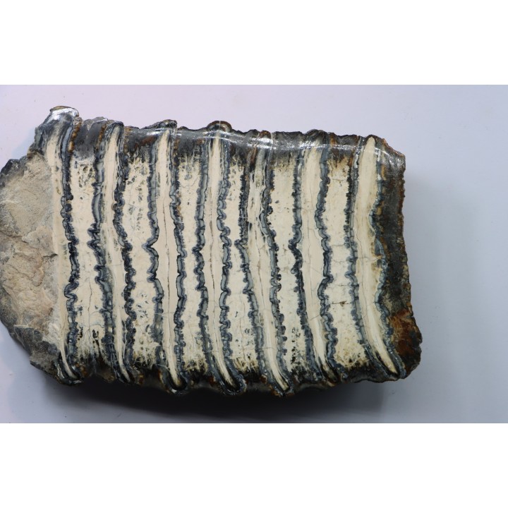 MAMMOTH TOOTH:  mammuthus columbi