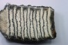 MAMMOTH TOOTH: mammuthus columbi