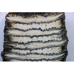 MAMMOTH TOOTH:  mammuthus columbi